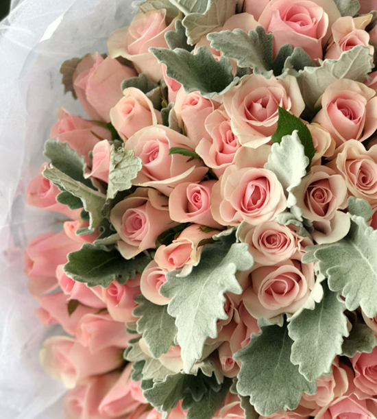 花粉佳人99枝粉红佳人搭配银叶菊