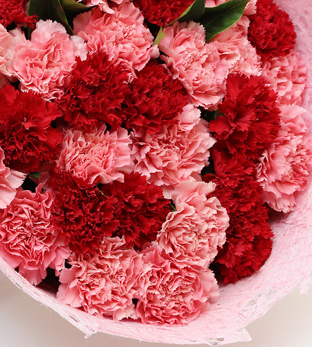 永驻我心33枝粉色康乃馨 红色康乃馨,搭配适量的栀子叶