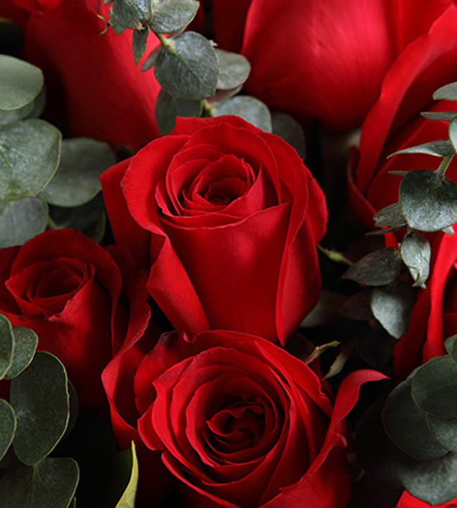 红玫瑰19枝搭配适量尤加利叶