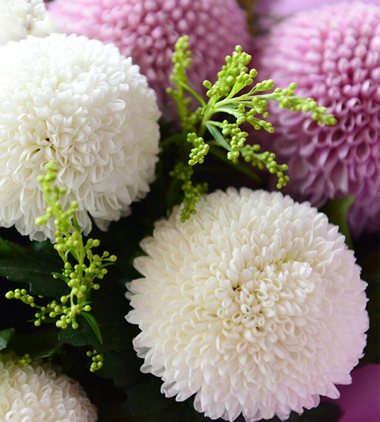 7枝白色乒乓菊4枝紫色乒乓菊黄莺草绿叶