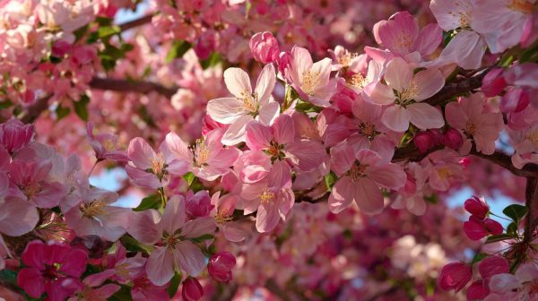 A crabapple tree in full bloom, covered in vibrant pink and white flowers.