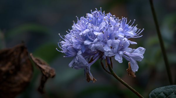 A Mandara flower with a subtle hint of danger.