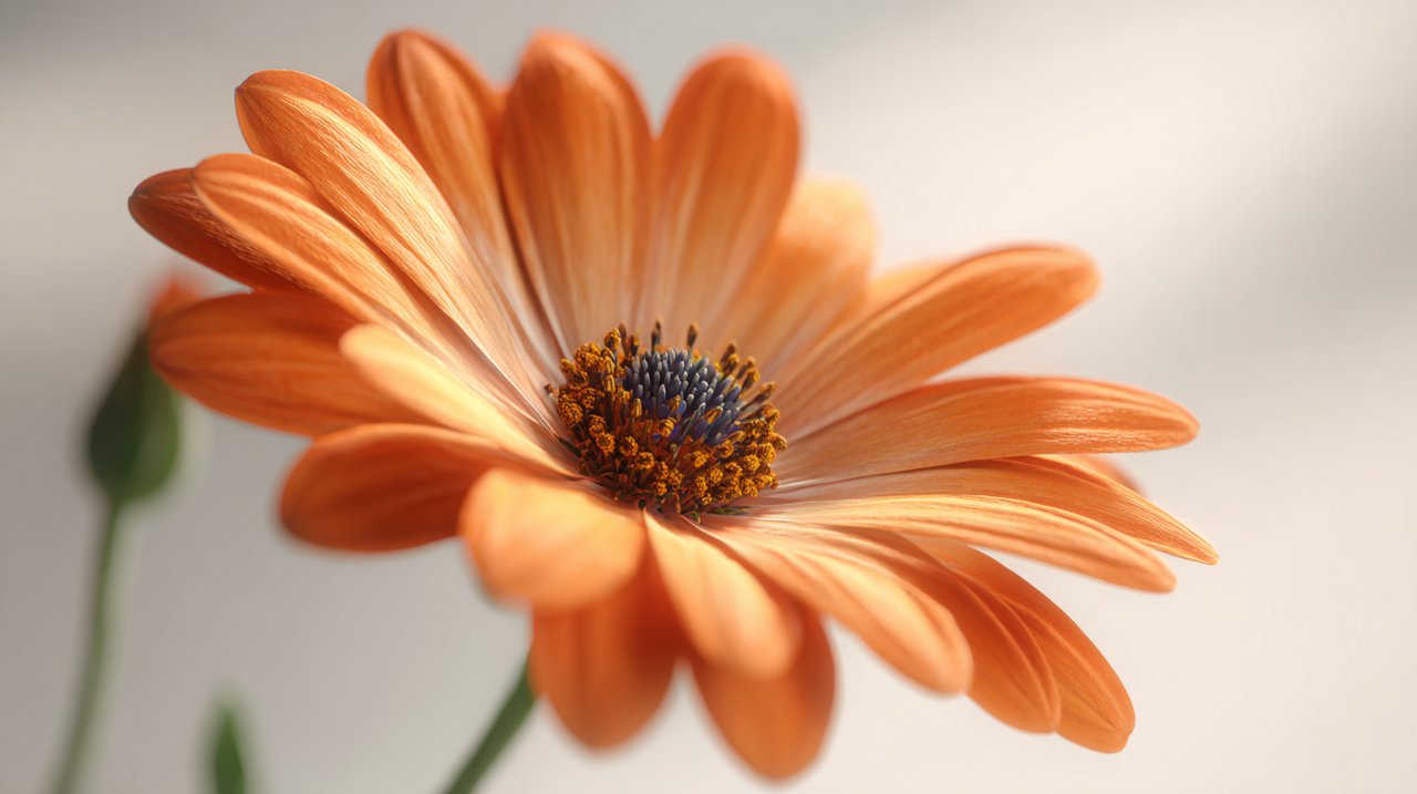 A close-up of a single vibrant African daisy.