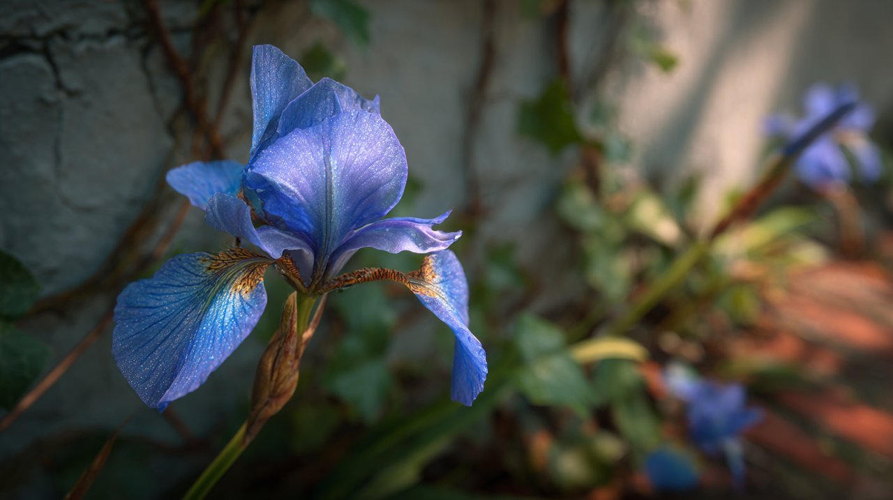A vibrant blue iris blooming at an old city wall.