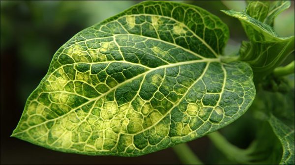 A plant leaf with yellowing between green veins, indicating nutrient deficiency.